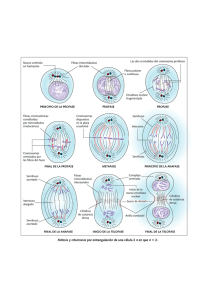 Mitosis y citocinesis por estrangulación de una célula 2 n en que n 2.