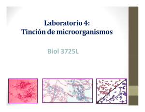 Laboratorio 4: Tinción de microorganismos