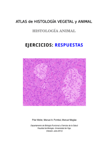 ejercicios: respuestas - Atlas de Histología Vegetal y Animal