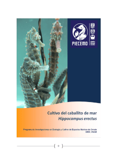 Manual para el cultivo del caballito de mar Hippocampus erectus
