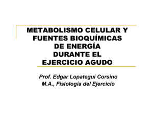 metabolismo celular y fuentes bioquímicas de energía