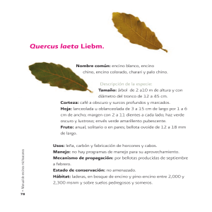 Quercus laeta Liebm.