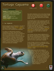 Tortuga Caguama - Biodiversidad Mexicana