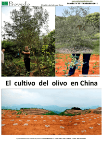 El cultivo del olivo en China