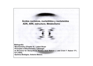 Ácidos nucleicos, nucleótidos y nucleósidos ADN, ARN, estructura