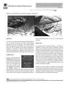 Diptera - Biodiversidad Mexicana