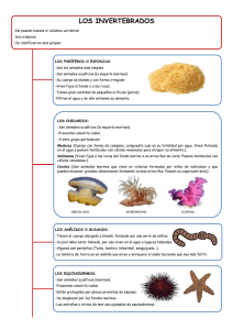 Esquema de los Animales Invertebrados - Sjm