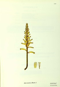 Aloe vera (L.) Burm. f.