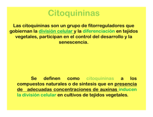 Citoquininas