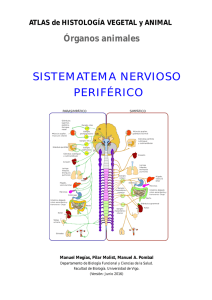 Sistema nervioso periférico - Atlas de Histología Vegetal y Animal