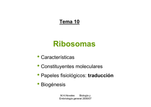Tema 10 Ribosomas