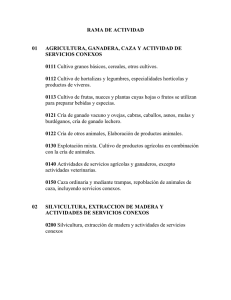 RAMA DE ACTIVIDAD 01 AGRICULTURA, GANADERA, CAZA Y