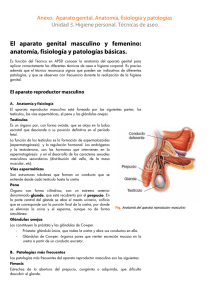 El aparato genital masculino y femenino: anatomía, fisiología y