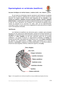 Espermatogénesis en vertebrados (mamíferos).