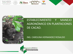 Cacao Extensionistas Ing. Carolina Hernández Rosaldo