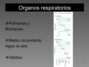Organos respiratorios