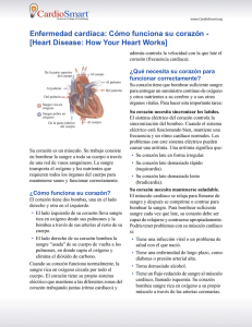 Enfermedad cardíaca: Cómo funciona su corazón