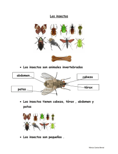 Los insectos • Los insectos son animales invertebrados