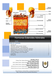 Hormonas Esteroides Adrenales