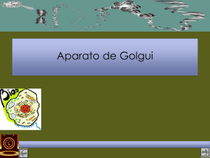IIg-Golgui