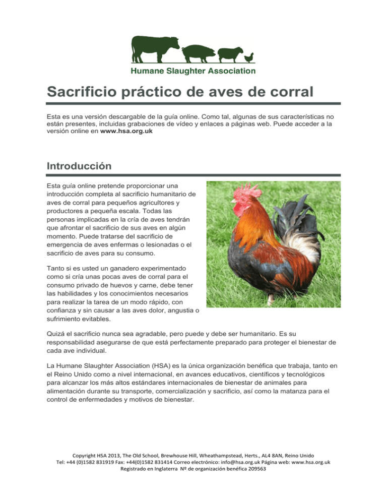 Sacrificio Pr Ctico De Aves De Corral