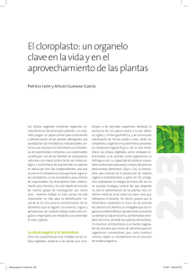 El cloroplasto: un organelo clave en la vida y en el aprovechamiento