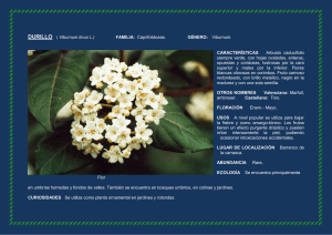 DURILLO ( Viburnum tinus L