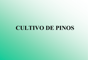 CULTIVO DE PINOS
