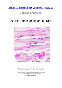 6. TEJIDO MUSCULAR - Atlas de Histología Vegetal y Animal