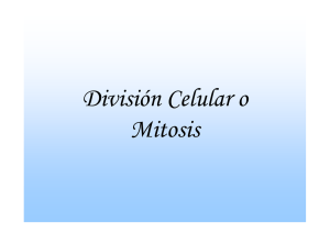 División Celular o Mitosis [Modo de compatibilidad]