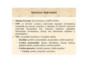 sistema nervioso - E