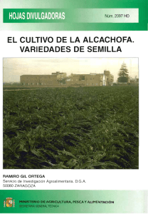 el cultivo de la alcachofa. variedades de semilla