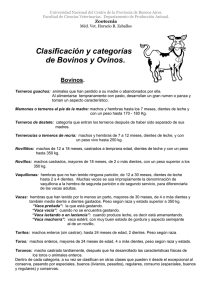 Clasificación y categorías de Bovinos y Ovinos. Bovinos.