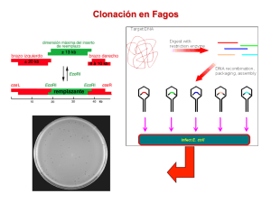 Clonación en Fagos