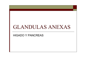 glandulas anexas