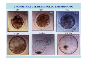 Cronología del desarrollo embrionario