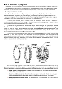 * FILO Poríferos o Espongiarios