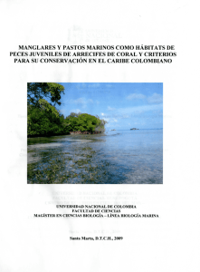 manglares y pastos marinos como hábitats de peces