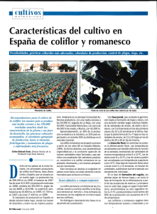 Características del cultivo en España de coliflor y romanesco