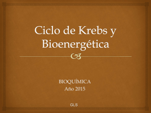 Clase C.Krebs y Bioenergetica