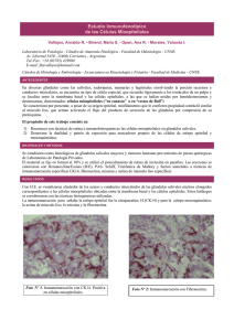 Estudio Inmunofenotípico de las Células Mioepiteliales