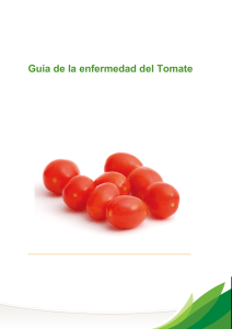 Guía de la enfermedad del Tomate