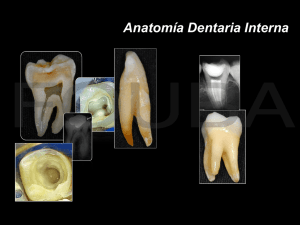 Anatomía Dentaria Interna