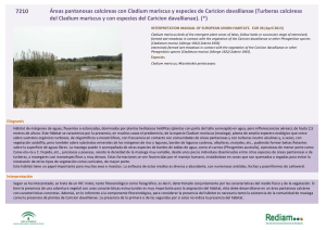 Áreas pantanosas calcáreas con Cladium mariscus y especies de