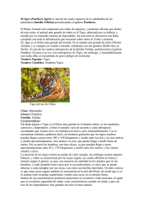 El tigre (Panthera tigris) es una de las cuatro especies de la