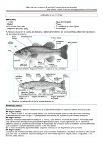 Anatomía y disección de pez óseo