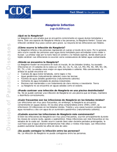 Naegleria Fact Sheet in Spanish