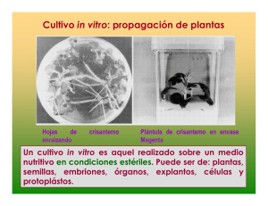 Cultivo in vitro: propagación de plantas