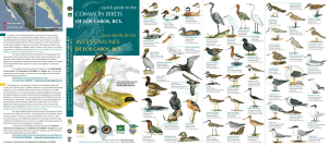 common birds aves comunes