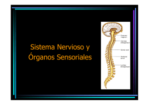 Sistema Nervioso y Órganos Sensoriales
